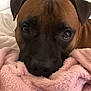 Reiko participe au concours pour gagner de l'argent avec cette photo : dog, brown_dog, close_up, face, eyes, blanket, pink_blanket, indoor, cozy, resting, pet, animal, fur, snout, ears, looking, soft_texture, home, domestic, cute