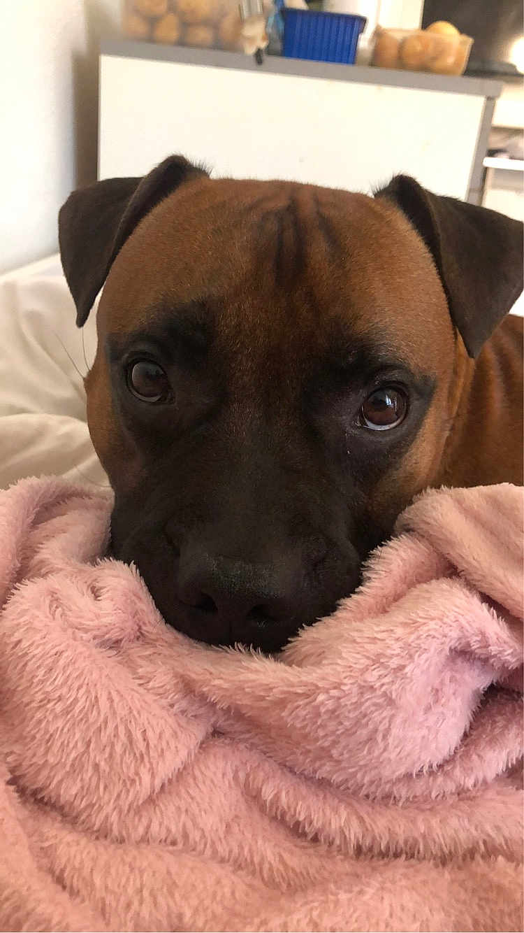 Reiko participe au concours pour gagner de l'argent avec cette photo : dog, brown_dog, close_up, face, eyes, blanket, pink_blanket, indoor, cozy, resting, pet, animal, fur, snout, ears, looking, soft_texture, home, domestic, cute