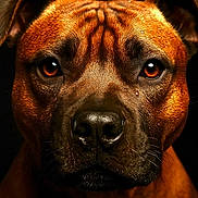 Reiko participe au concours pour gagner de l'argent avec cette photo : dog, portrait, close_up, brown_coat, amber_eyes, wrinkles, face, animal, pet, canine, studio_lighting, dark_background, expression, fur, muzzle, ears, snout, looking_at_camera, animal_portrait, intense_gaze