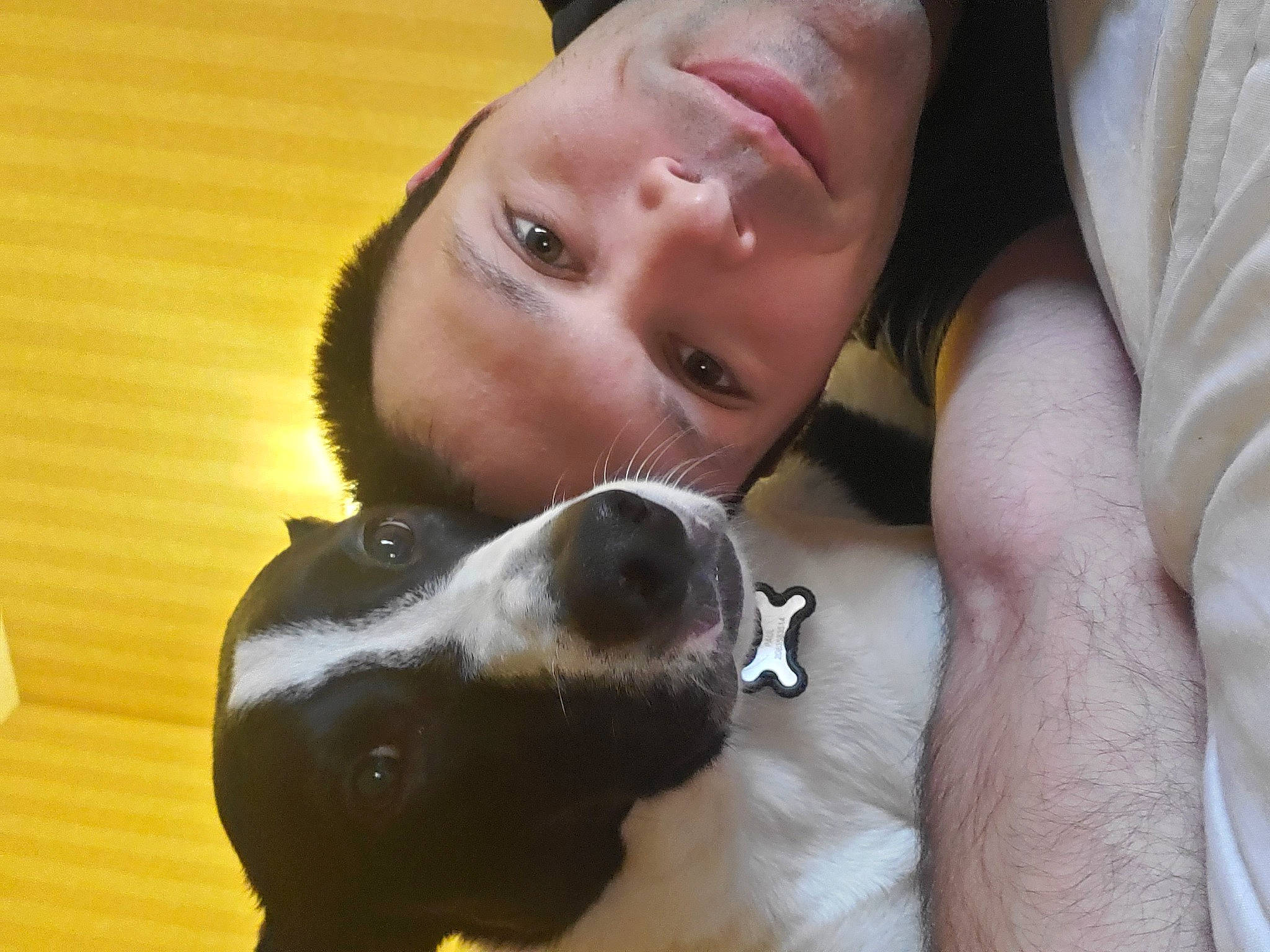 Denver joined the competition — help win amazing prizes! carnivore, comfort, companion_dog, dog, dog_breed, ear, eye, fawn, fur, gesture, guard_dog, happy, jaw, nail, nose, skin, snout, whiskers, wood, working_animal