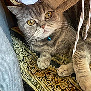 Soussou a rejoint le concours — aidez-le/la à gagner de superbes lots ! cat, tabby, yellow_eyes, blue_collar, bell, clothes, fabric, pattern, golden, black, resting, curious, indoor, pet, whiskers, paw, feline, cozy, closeup, cute