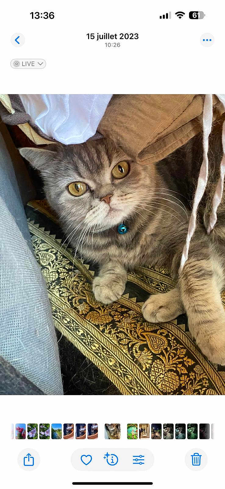 Soussou a rejoint le concours — aidez-le/la à gagner de superbes lots ! cat, tabby, yellow_eyes, blue_collar, bell, clothes, fabric, pattern, golden, black, resting, curious, indoor, pet, whiskers, paw, feline, cozy, closeup, cute