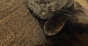 Snnopy a rejoint le concours — aidez-le/la à gagner de superbes lots ! animal, black_cat, cat, close_up, couch, cozy, domestic_cat, fabric, feline, indoor, lounging, paw, pet, portrait, relaxed, resting, sunlight, texture, whiskers, yellow_eyes
