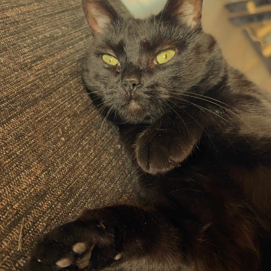 Snnopy a rejoint le concours — aidez-le/la à gagner de superbes lots ! black_cat, cat, pet, animal, feline, yellow_eyes, relaxed, lounging, indoor, couch, fabric, texture, whiskers, paw, close_up, portrait, sunlight, cozy, resting, domestic_cat