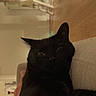 Snnopy a rejoint le concours — aidez-le/la à gagner de superbes lots ! black_cat, cat, pet, indoor, couch, furniture, relaxed, animal, whiskers, fur, home, floor, wooden_floor, domestic_cat, mammal, cute, closeup, sitting, portrait, resting