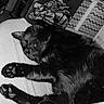 black_cat, cat, sleeping, bed, paws, indoor, resting, feline, animal, pet, blanket, box, storage_bins, pattern, cozy, relaxation, fur, whiskers, cute, nap