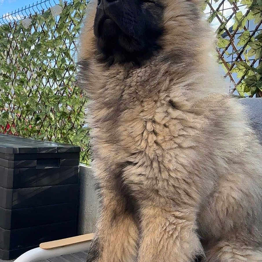 Guizmo participe au concours pour gagner de l'argent avec cette photo : animal, blue_sky, canine, chair, clouds, cushion, daytime, dog, fence, fluffy, furry, happy, leafy, nature, outdoor, pet, portrait, relaxed, sitting, sunshine