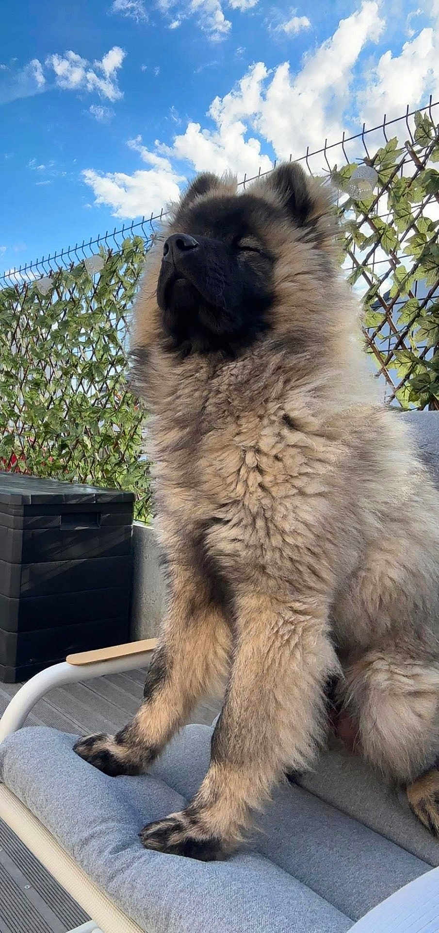 Guizmo participe au concours pour gagner de l'argent avec cette photo : animal, blue_sky, canine, chair, clouds, cushion, daytime, dog, fence, fluffy, furry, happy, leafy, nature, outdoor, pet, portrait, relaxed, sitting, sunshine