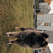 Guizmo a rejoint le concours — aidez-le/la à gagner de superbes lots ! animal, canine, car, collar, daylight, dog, domestic, fence, fluffy, fur, garden, grass, house, mammal, outdoor, pet, portrait, standing, suburban, yard
