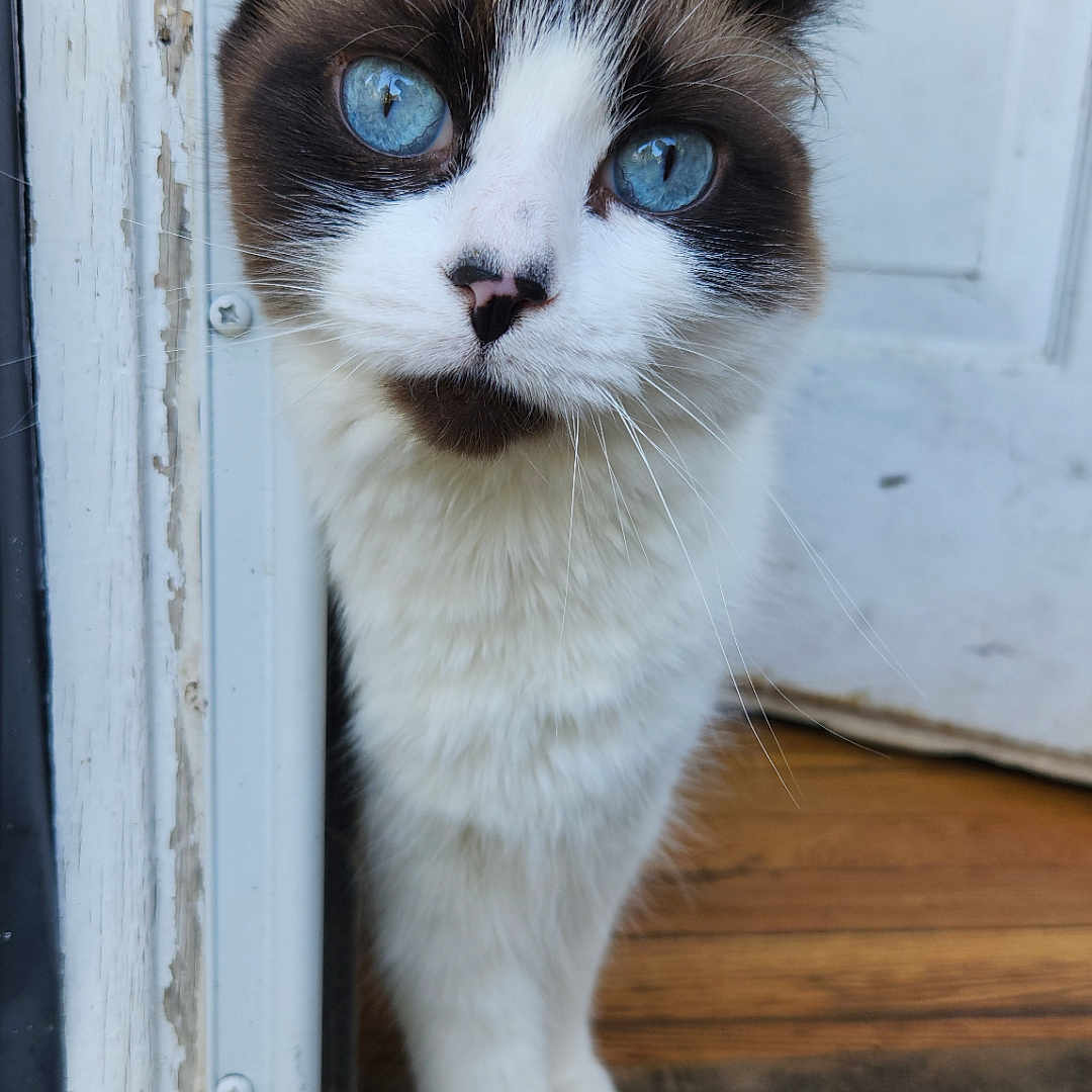 Ari is registered to the contest to win money with this photo: abyssinian, accessories, animal, canine, cat, dog, door, hardwood, husky, kitten, manx, pet, plywood, siamese, stainedwood, strap, wood