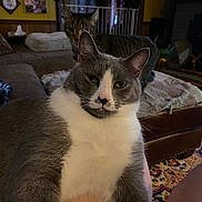 Bootyboots joined the competition — help win amazing prizes! animal, blanket, cat, close_up, couch, cozy, curtains, furniture, gray_and_white_cat, home_decor, indoor, lamp, living_room, mammal, pet, portrait, relaxed, rug, tabby_cat, wall_art