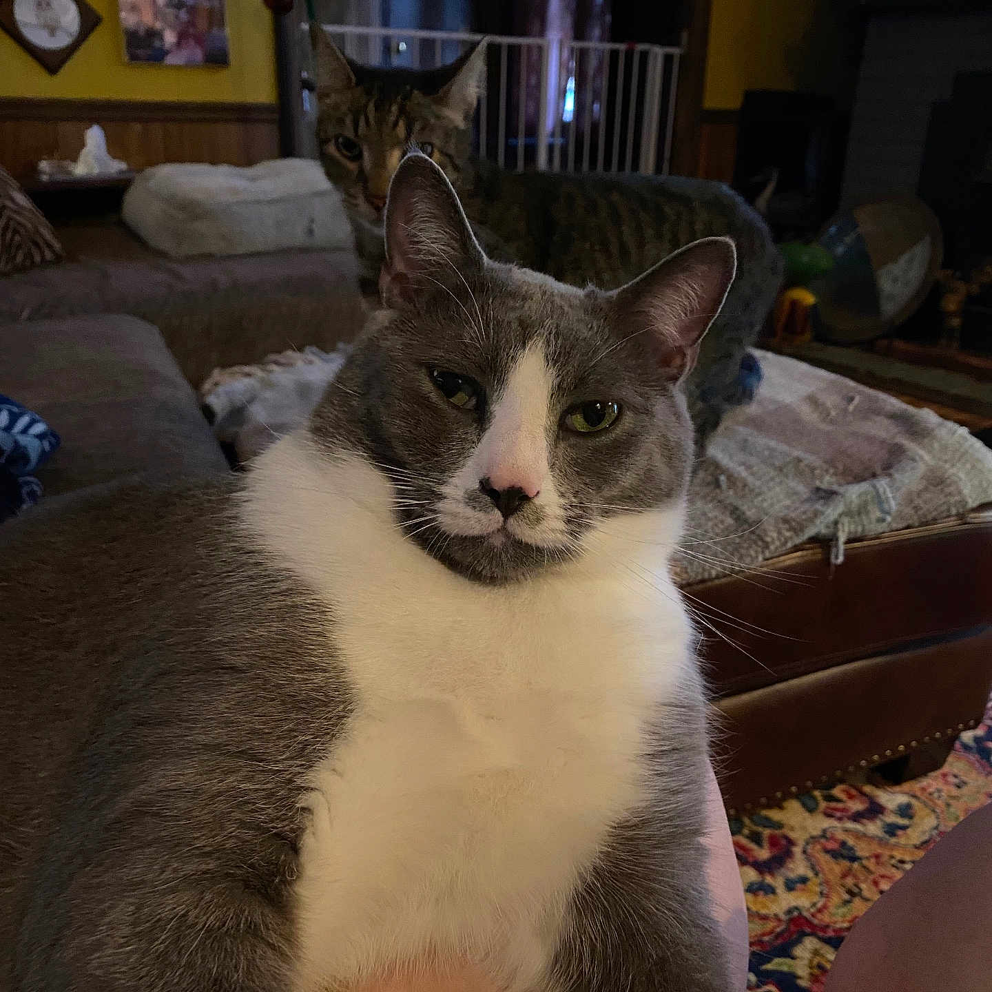 Bootyboots joined the competition — help win amazing prizes! animal, blanket, cat, close_up, couch, cozy, curtains, furniture, gray_and_white_cat, home_decor, indoor, lamp, living_room, mammal, pet, portrait, relaxed, rug, tabby_cat, wall_art