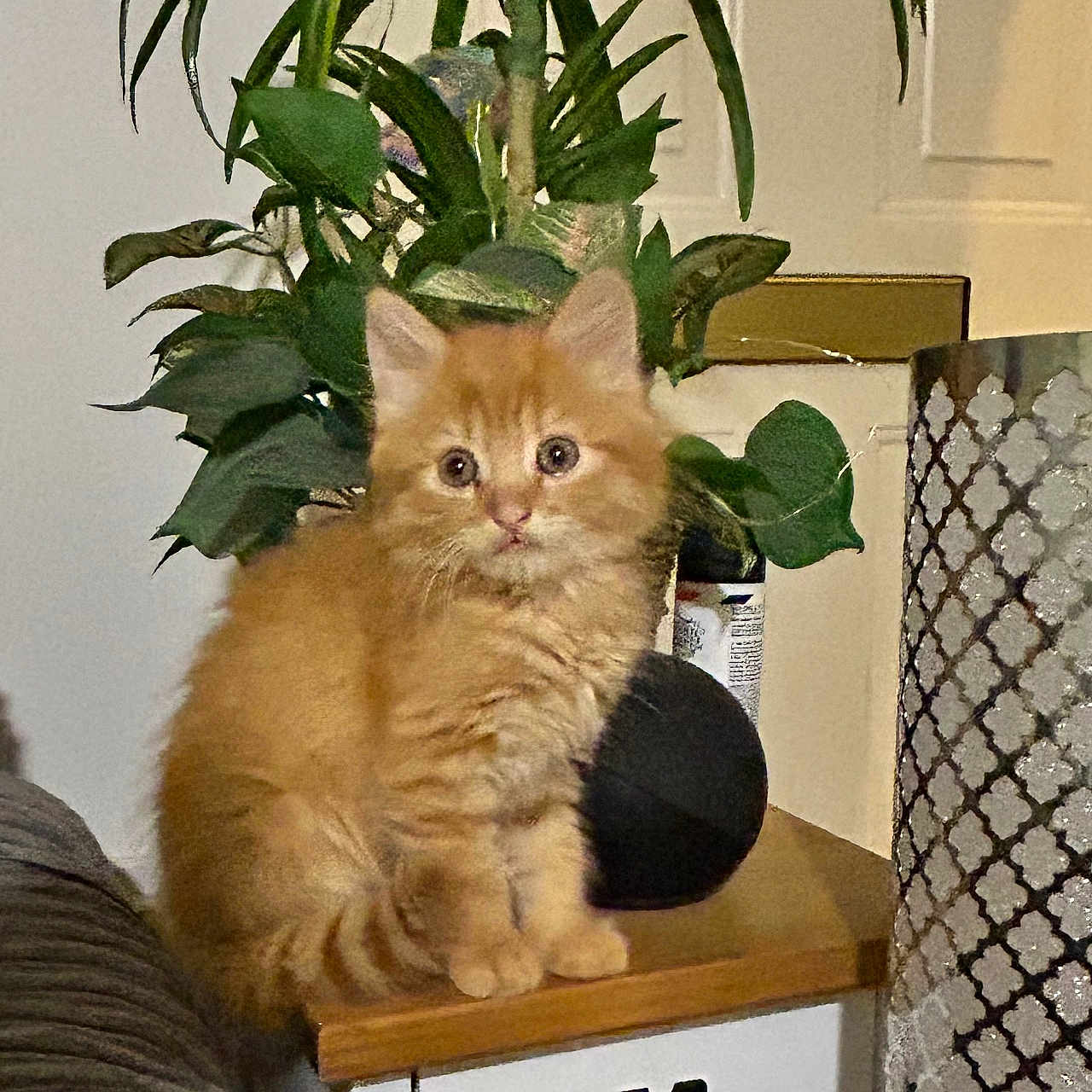 Cooper joined the competition — help win amazing prizes! animal, cat, cozy, curious, cute, decorative_lamp, domestic, fluffy, furniture, houseplant, indoor, kitten, lamp, leafy_plant, orange_cat, pet, plant, small_table, table, wooden_table