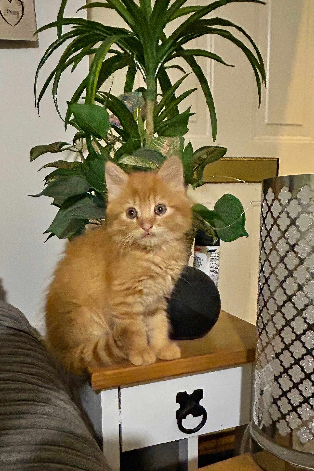 Cooper joined the competition — help win amazing prizes! kitten, cat, orange_cat, fluffy, plant, leafy_plant, table, wooden_table, lamp, decorative_lamp, indoor, curious, pet, animal, furniture, cozy, cute, small_table, domestic, houseplant