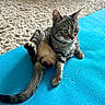 cat, tabby_cat, yoga_mat, blue_mat, carpet, indoor, pet, feline, relaxed, sitting, animal, whiskers, tail, striped, cute, domestic, fur, playful, resting, paw