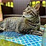 cat, tabby, animal, pet, feline, indoor, resting, closeup, patterned_surface, blue, greenery, blurred_background, outdoor_furniture, whiskers, ears, fur, eyes, relaxed, daylight, portrait