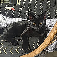 Leo is registered to the contest to win money with this photo: black_cat, cat, feline, golden_eyes, lounging, sitting, wicker_chair, basket_chair, blanket, cushions, patterned_fabric, indoor, sunlight, window, furniture, cozy, portrait, pet, relaxed, intense_stare
