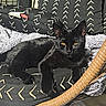 black_cat, cat, feline, golden_eyes, lounging, sitting, wicker_chair, basket_chair, blanket, cushions, patterned_fabric, indoor, sunlight, window, furniture, cozy, portrait, pet, relaxed, intense_stare