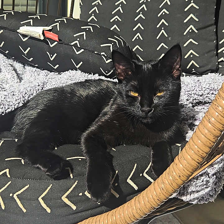 Leo is registered to the contest to win money with this photo: black_cat, cat, feline, golden_eyes, lounging, sitting, wicker_chair, basket_chair, blanket, cushions, patterned_fabric, indoor, sunlight, window, furniture, cozy, portrait, pet, relaxed, intense_stare