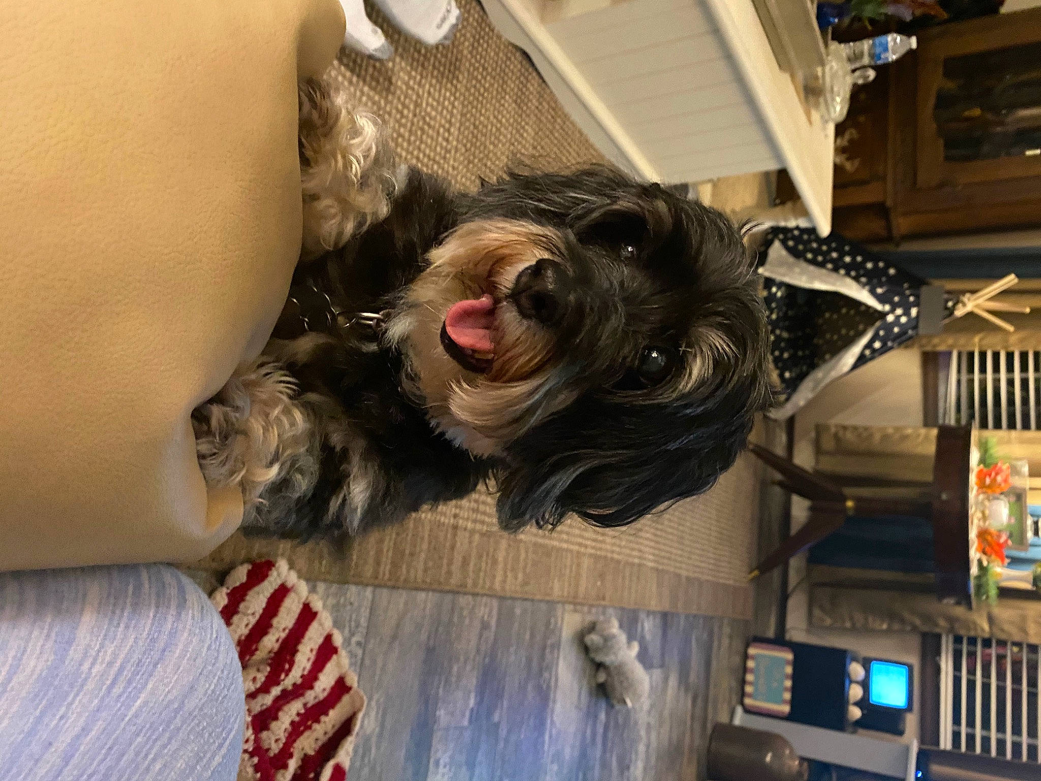 Jazzie joined the competition — help win amazing prizes! canidae, carnivore, companion_dog, couch, dog, dog_breed, eyewear, fawn, feather, felidae, fun, fur, schnauzer, small_to_medium_sized_cats, snout, sporting_group, tail, terrier, tree, whiskers