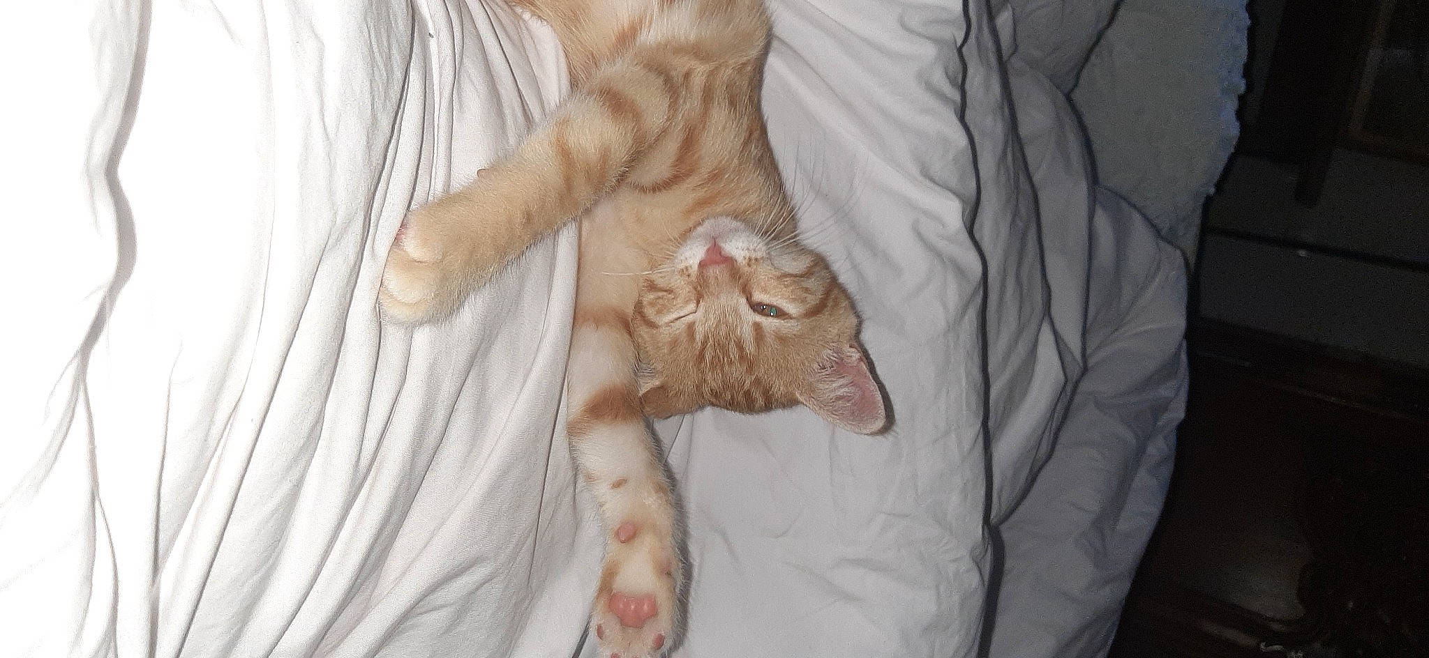 Citrouille participe au concours pour gagner de l'argent avec cette photo : blanket, carnivore, cat, claw, comfort, domestic_short_haired_cat, fawn, felidae, fur, gesture, linens, nail, nap, paw, sleeve, small_to_medium_sized_cats, tail, textile, whiskers