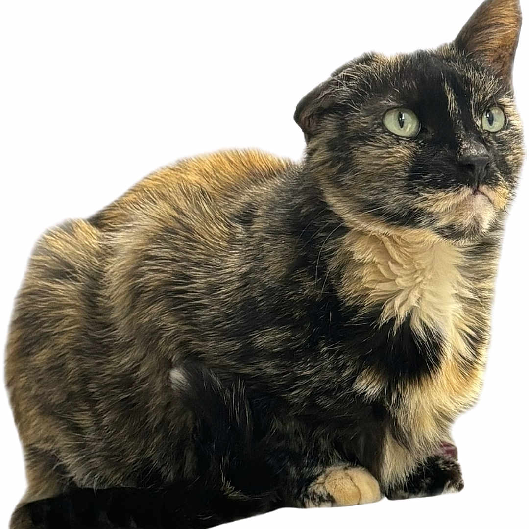 Missy joined the competition — help win amazing prizes! abyssinian, angora, animal, brasssection, cat, den, egyptiancat, horn, indoors, kitten, manx, musicalinstrument, pet, siamese