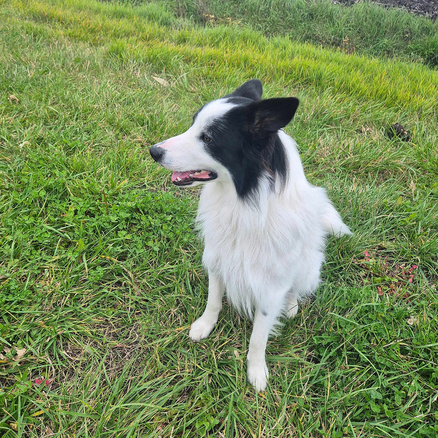 Vico Bisounours participe au concours pour gagner de l'argent avec cette photo : animal, black_and_white, border_collie, canine, companion, cute, dog, ears, field, fur, grass, happy, meadow, nature, outdoors, pet, portrait, sitting, snout, tongue