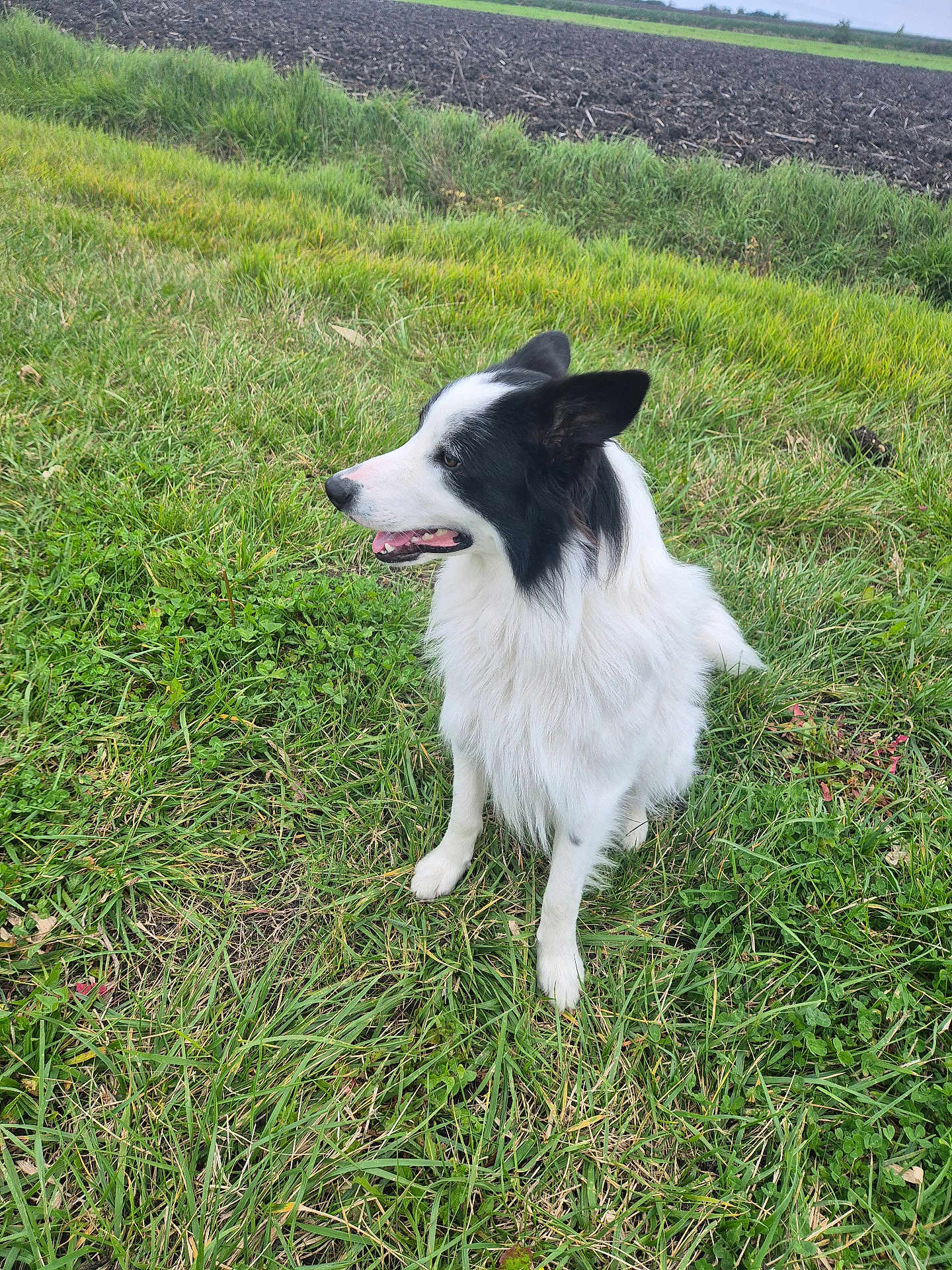 Vico Bisounours participe au concours pour gagner de l'argent avec cette photo : dog, border_collie, black_and_white, pet, grass, field, outdoors, sitting, ears, tongue, fur, portrait, meadow, happy, canine, nature, companion, snout, cute, animal