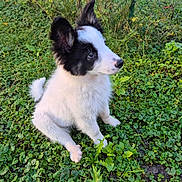 Vico participe au concours pour gagner de l'argent avec cette photo : accessories, animal, canine, cockerspaniel, collie, dog, eskimodog, grass, herbal, herbs, husky, lawn, leaf, papillon, pet, plant, puppy, soil, strap, terrier