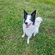 Vico participe au concours pour gagner de l'argent avec cette photo : black_and_white, border_collie, canine, dog, ears, field, fur, grass, greenery, happy, meadow, nature, outdoor, paws, pet, portrait, sitting, smile, tail, tongue_out