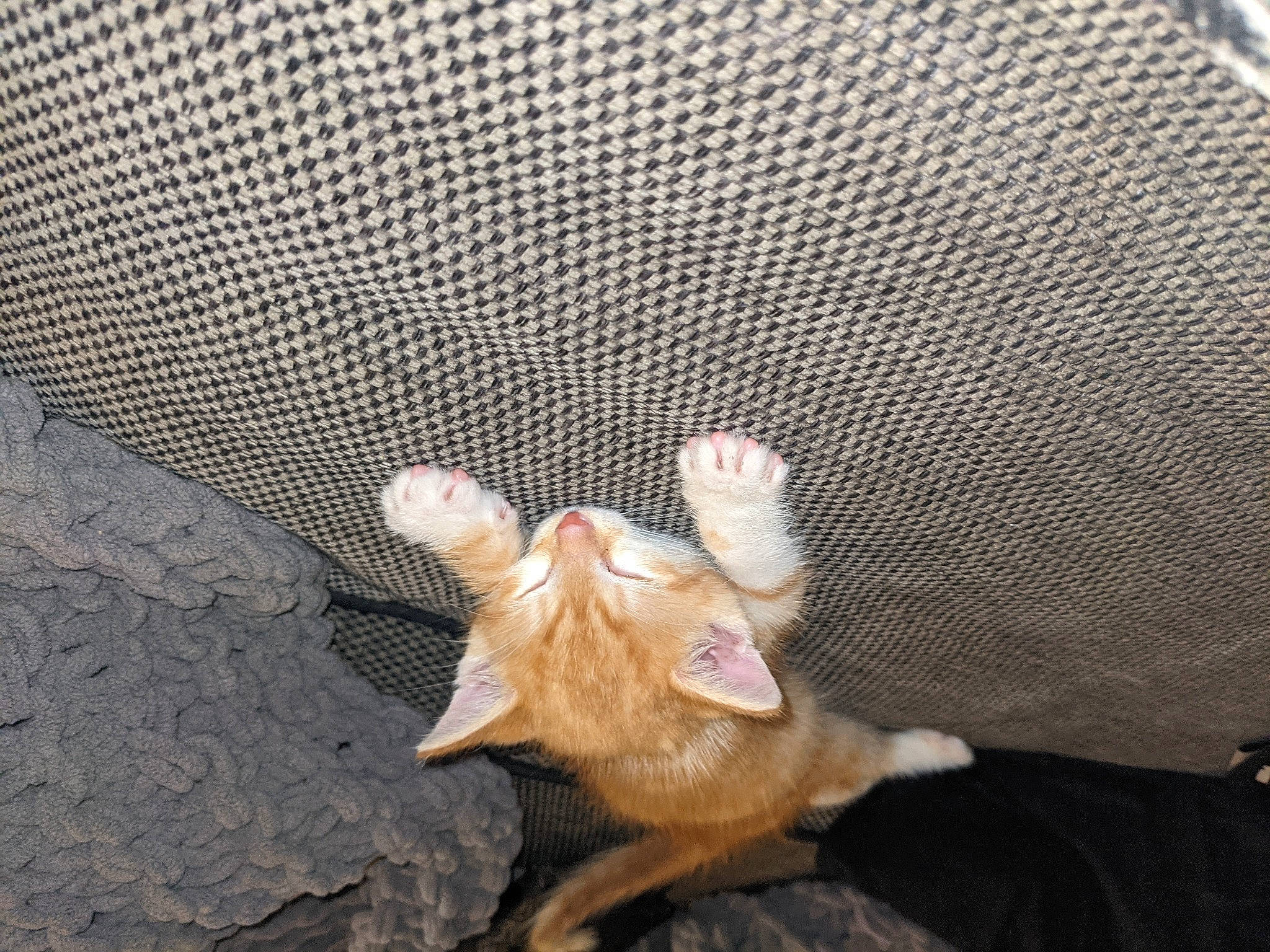 Runtz is registered to the contest to win money with this photo: asphalt, claw, fawn, felidae, fish, foot, fur, mesh, nail, pattern, paw, road_surface, small_to_medium_sized_cats, snout, soil, tail, terrestrial_animal, whiskers, wildlife, wood