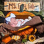 baby, blanket, clothing, couch, face, food, furniture, hat, head, newborn, person, photography, plant, portrait, produce, pumpkin, sleeping, squash, tree, vegetable