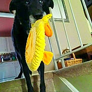 Kosmo joined the competition — help win amazing prizes! dog, black_dog, toy, yellow_toy, stairs, carpet, indoor, home, basket, railing, kitchen, pet, animal, curious, standing, looking_up, domestic, playful, bright_color, household