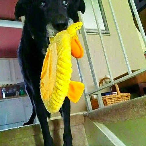 Kosmo joined the competition — help win amazing prizes! dog, black_dog, toy, yellow_toy, stairs, carpet, indoor, home, basket, railing, kitchen, pet, animal, curious, standing, looking_up, domestic, playful, bright_color, household