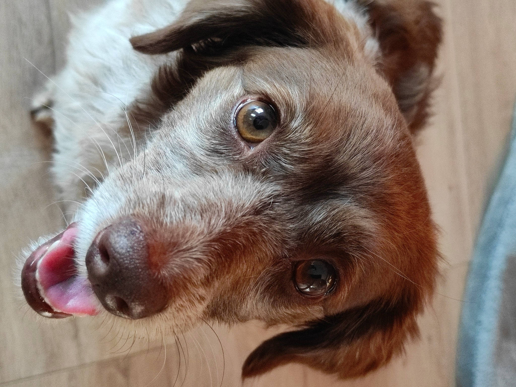 Jaïa a rejoint le concours — aidez-le/la à gagner de superbes lots ! canidae, carnivore, close_up, collar, companion_dog, dog, dog_breed, ear, eye, eyelash, fawn, fur, liver, puppy, snout, sporting_group, terrestrial_animal, terrier, whiskers, working_animal