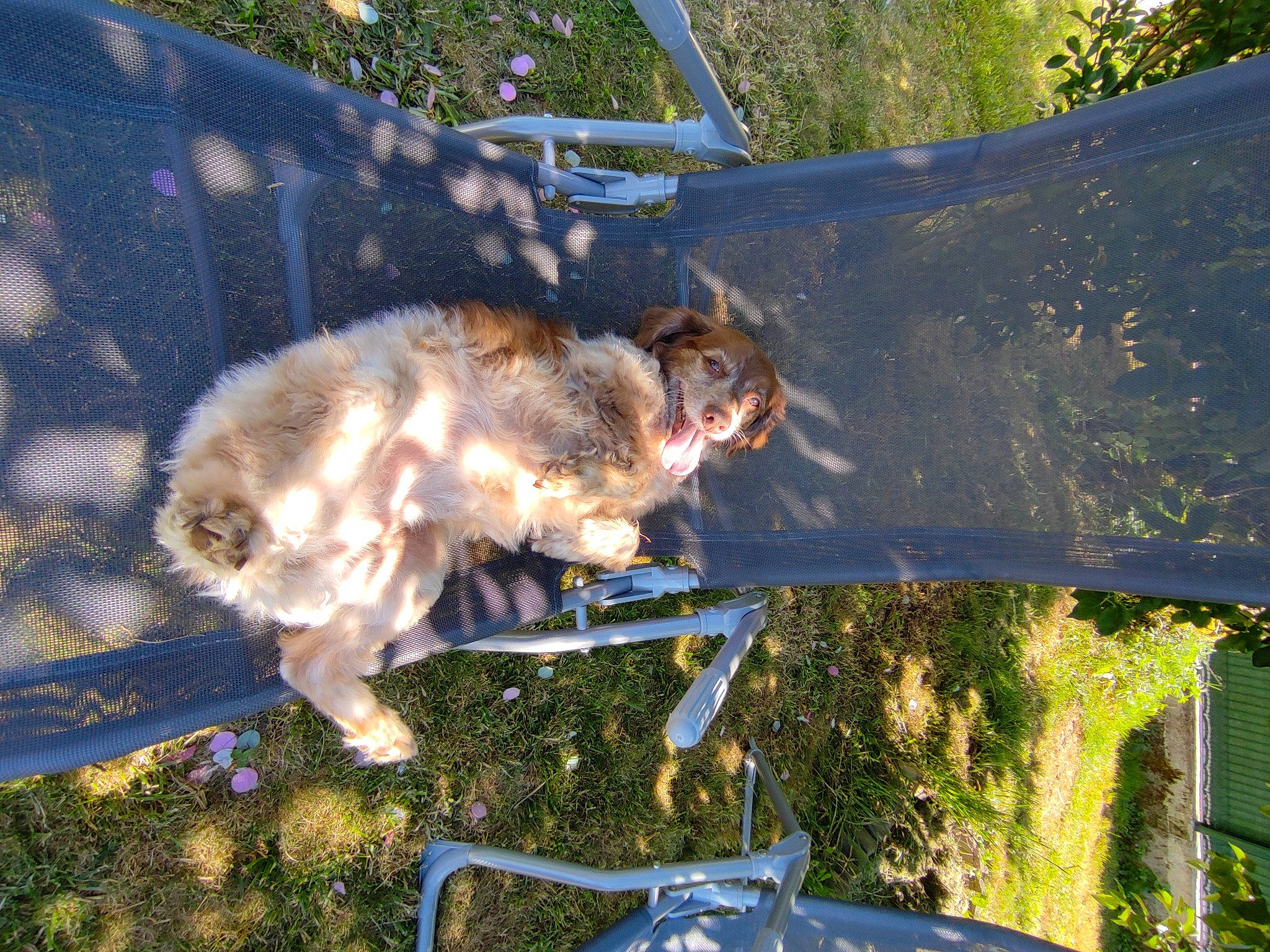 Jaïa participe au concours pour gagner de l'argent avec cette photo : automotive_exterior, automotive_lighting, canidae, carnivore, companion_dog, dog, dog_breed, fawn, felidae, fender, grass, light, plant, shade, small_to_medium_sized_cats, snout, sporting_group, tail, tree, vehicle