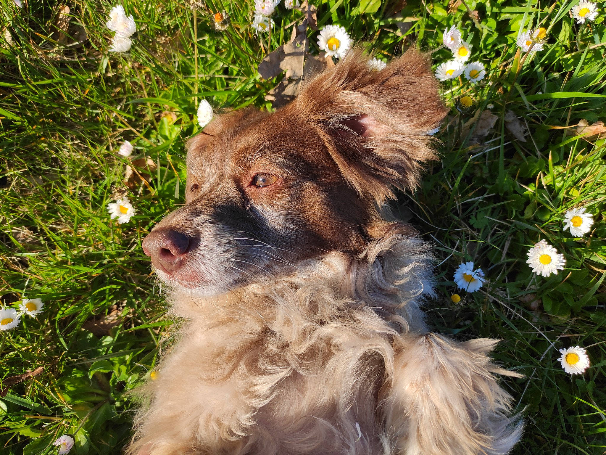 Jaïa participe au concours pour gagner de l'argent avec cette photo : annual_plant, canidae, carnivore, companion_dog, dog, dog_breed, flower, fur, grass, groundcover, gun_dog, herbaceous_plant, herding_dog, liver, plant, sporting_group, terrestrial_animal, whiskers, working_animal, working_dog