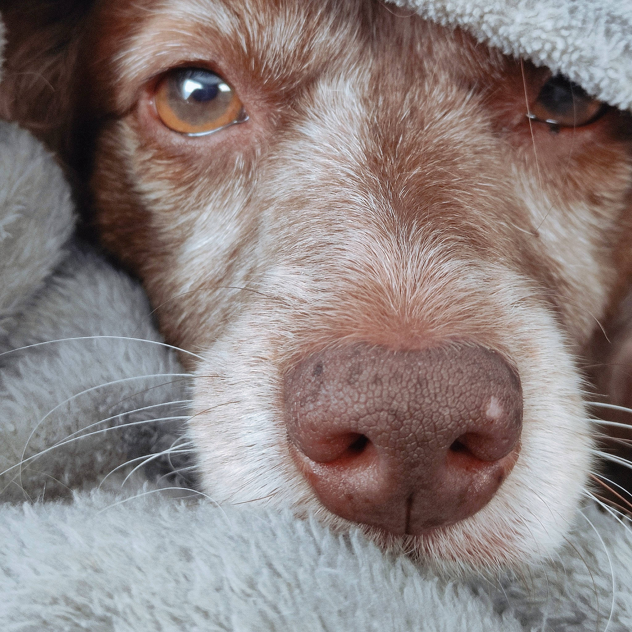 Jaïa participe au concours pour gagner de l'argent avec cette photo : canidae, carnivore, close_up, companion_dog, dog, dog_breed, ear, eyelash, fawn, fur, gun_dog, laptop, liver, photography, snout, sporting_group, terrestrial_animal, whiskers, working_animal