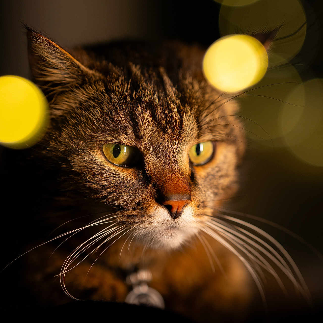 Intrépide participe au concours pour gagner de l'argent avec cette photo : abyssinian, animal, cat, kitten, manx, pet, sphere