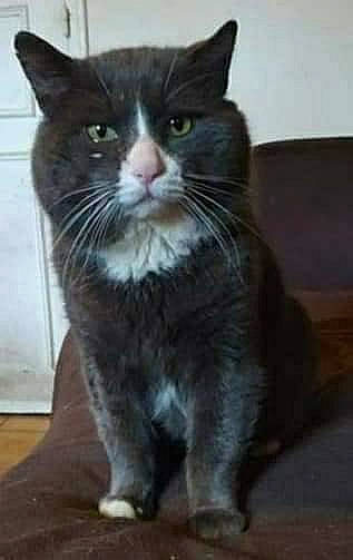 Moustache a rejoint le concours — aidez-le/la à gagner de superbes lots ! black_cat, carnivore, cat, claw, domestic_short_haired_cat, felidae, fur, iris, small_to_medium_sized_cats, snout, tail, terrestrial_animal, whiskers, window