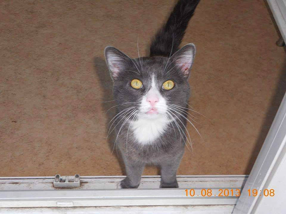 Moustache participe au concours pour gagner de l'argent avec cette photo : black_cat, box, carnivore, cat, claw, domestic_short_haired_cat, felidae, fur, grey, paw, photo_caption, rectangle, small_to_medium_sized_cats, snout, tail, whiskers, window, wood