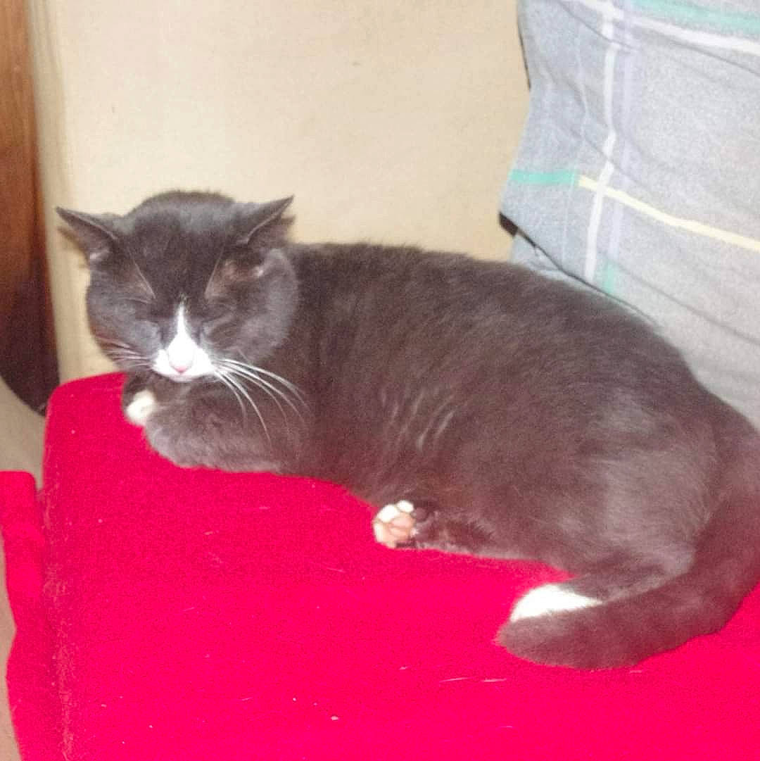 Moustache a rejoint le concours — aidez-le/la à gagner de superbes lots ! black_cat, carmine, carnivore, carpet, cat, cat_supply, claw, comfort, domestic_short_haired_cat, felidae, flooring, fur, hardwood, nap, paw, plant, small_to_medium_sized_cats, tail, terrestrial_animal, whiskers