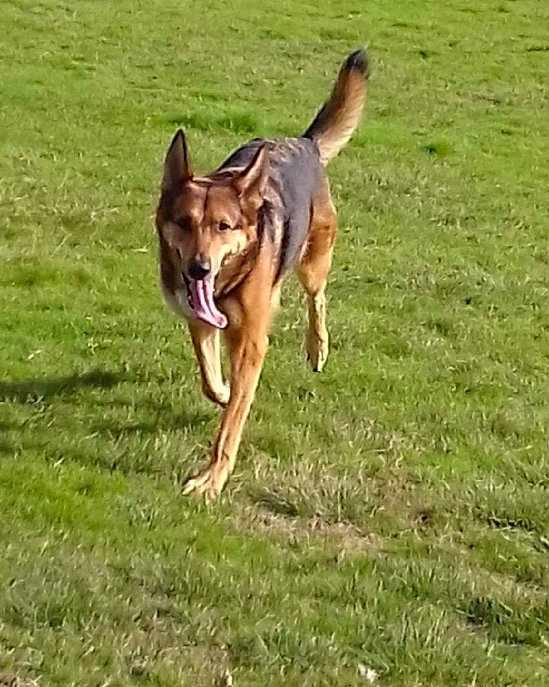 Vénusia participe au concours pour gagner de l'argent avec cette photo : canidae, carnivore, companion_dog, dog, dog_breed, dog_sports, dog_supply, dog_toy, fawn, flying_disc, grass, herding_dog, old_german_shepherd_dog, recreation, snout, sporting_group, sports, sports_toy, tail, working_animal