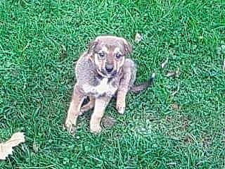 Vénusia a rejoint le concours — aidez-le/la à gagner de superbes lots ! canidae, carnivore, companion_dog, dog, dog_breed, grass, grassland, groundcover, herb, hunting_dog, plant, soil, tail, terrestrial_animal, working_animal