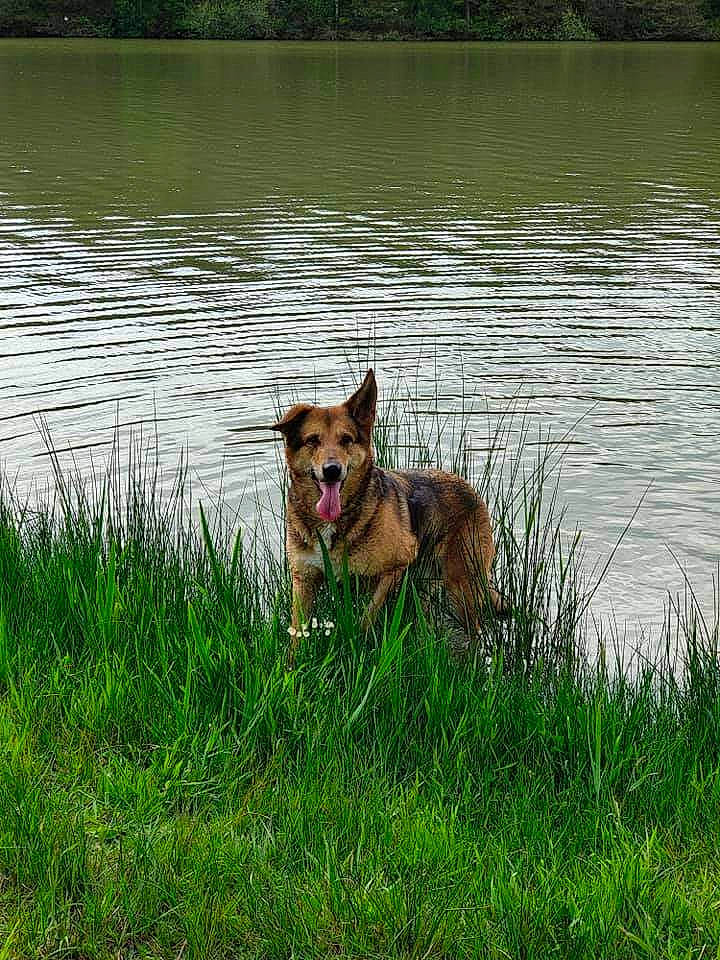 Vénusia a rejoint le concours — aidez-le/la à gagner de superbes lots ! bank, carnivore, collar, dog, dog_breed, fawn, freshwater_marsh, grass, grassland, herding_dog, lacustrine_plain, lake, natural_landscape, old_german_shepherd_dog, plant, reservoir, sporting_group, water, wildlife, working_animal