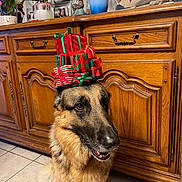 Ayron participe au concours pour gagner de l'argent avec cette photo : dog, german_shepherd, indoor, christmas, presents, gift_wrapping, holiday, wooden_cabinet, tile_floor, pet, animal, decor, portrait, stack, balance, brown_fur, cute, waiting, houseplant, photograph