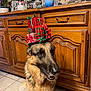dog, german_shepherd, indoor, christmas, presents, gift_wrapping, holiday, wooden_cabinet, tile_floor, pet, animal, decor, portrait, stack, balance, brown_fur, cute, waiting, houseplant, photograph