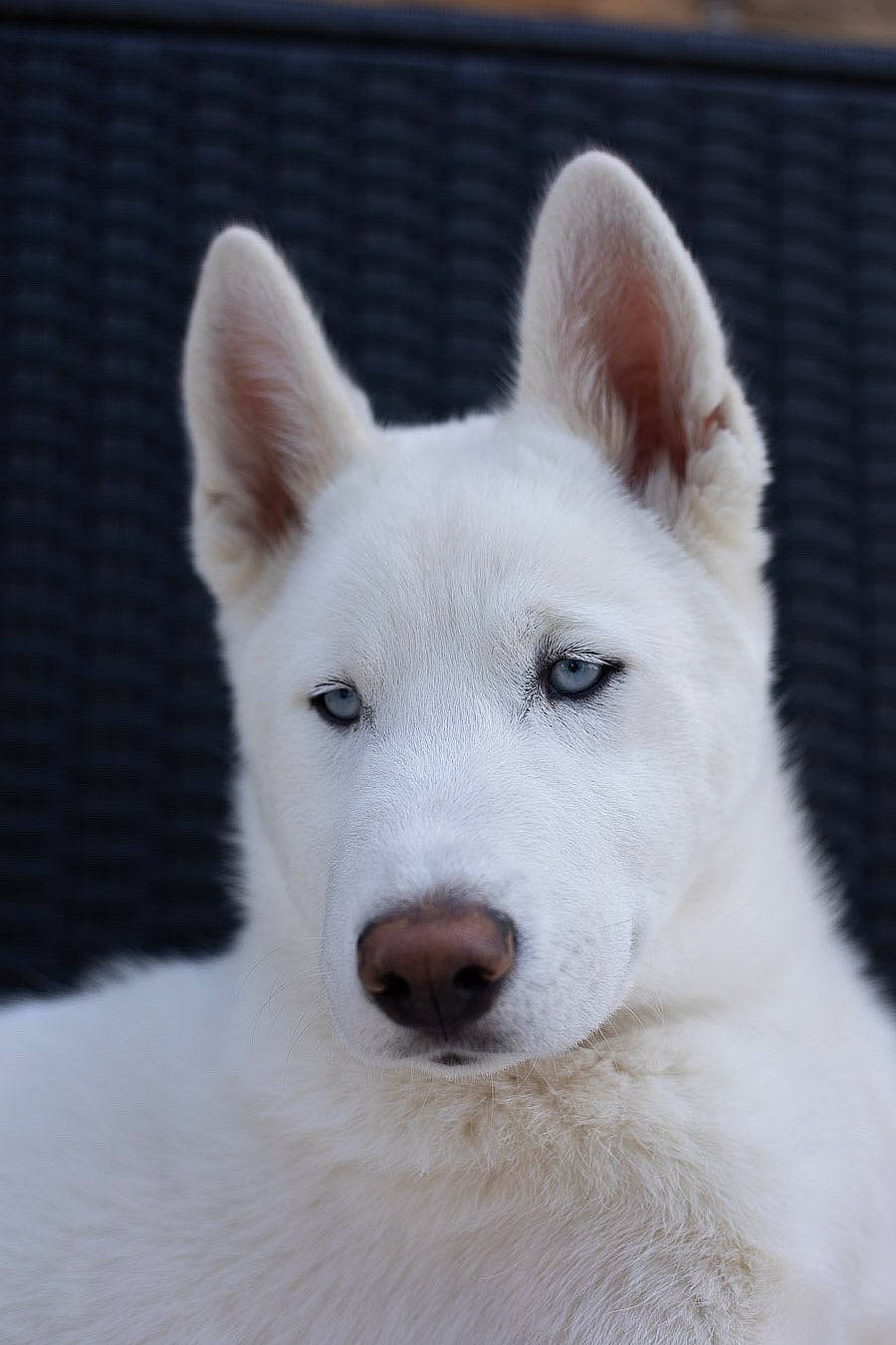 Riley participe au concours pour gagner de l'argent avec cette photo : ancient_dog_breeds, carnivore, companion_dog, dog, dog_breed, fur, non_sporting_group, snout, terrestrial_animal, working_animal