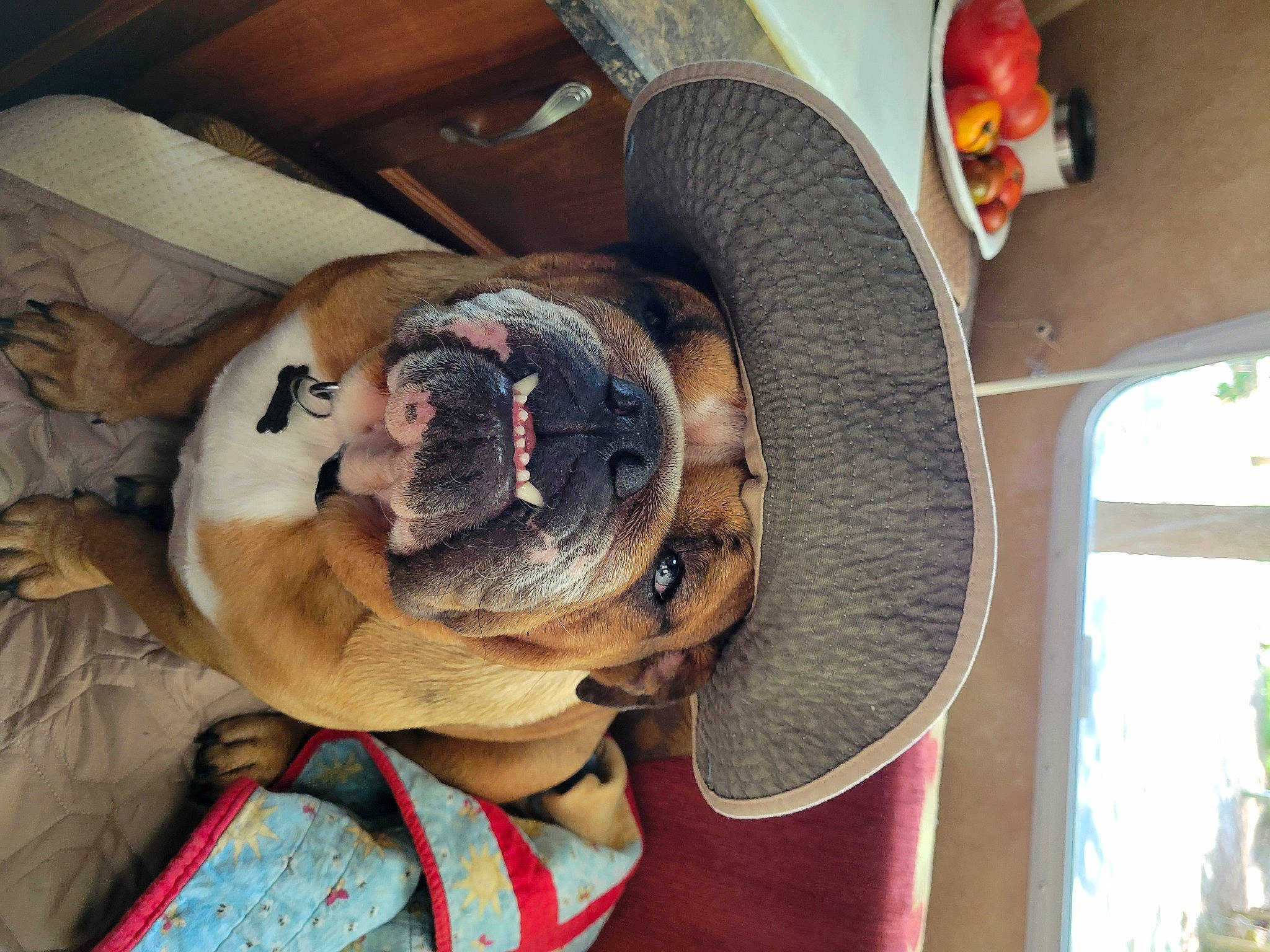 Boomer is registered to the contest to win money with this photo: carnivore, comfort, companion_dog, dog, dog_bed, dog_breed, ear, fashion_accessory, fawn, fur, hat, personal_protective_equipment, snout, sporting_group, tree, whiskers, wood, wool, working_animal, wrinkle