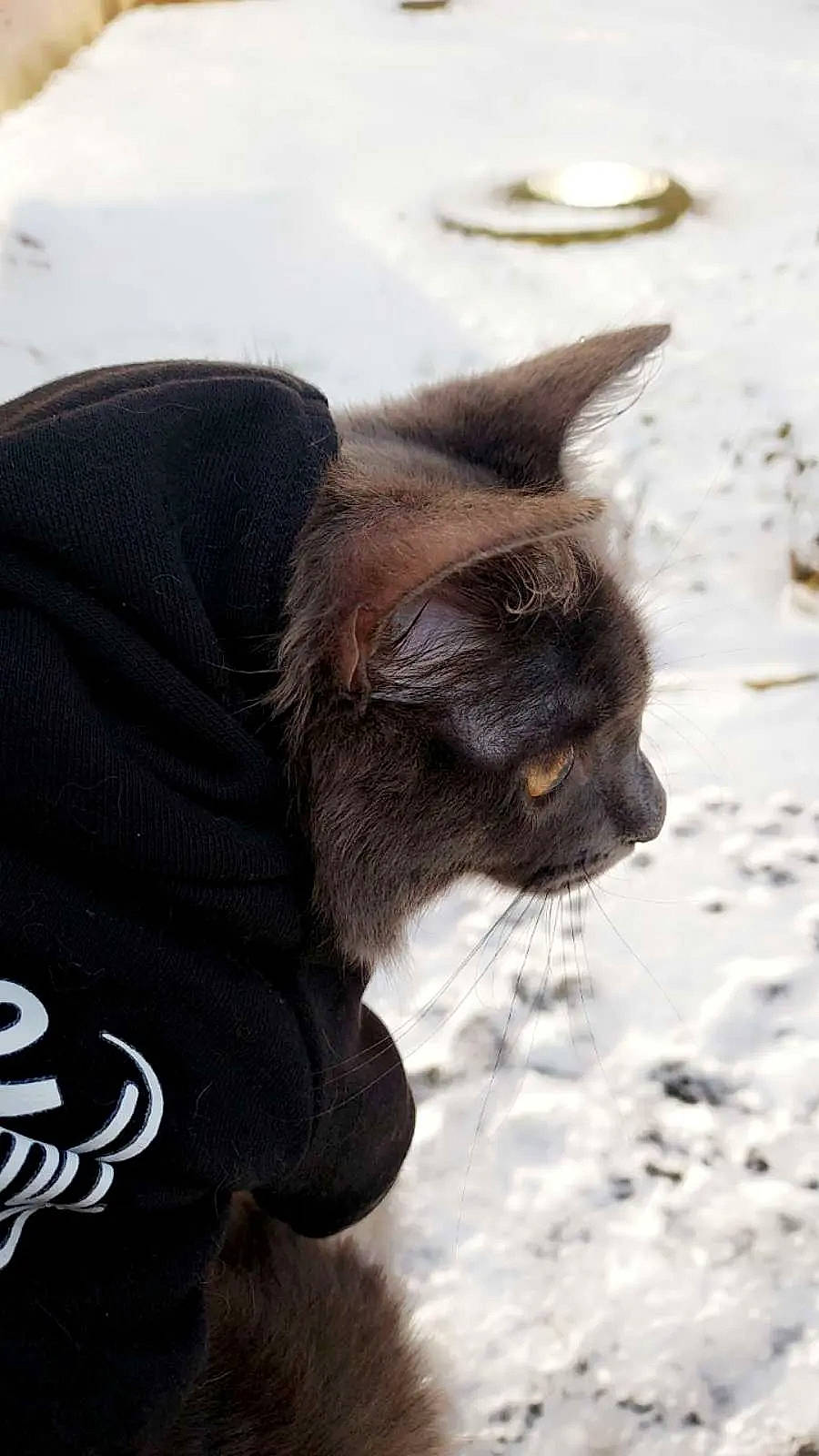 Choco participe au concours pour gagner de l'argent avec cette photo : black_cat, canidae, carnivore, cat, dog_breed, domestic_short_haired_cat, fawn, felidae, freezing, fur, paw, small_to_medium_sized_cats, snout, snow, sporting_group, tail, terrestrial_animal, whiskers, window, working_animal